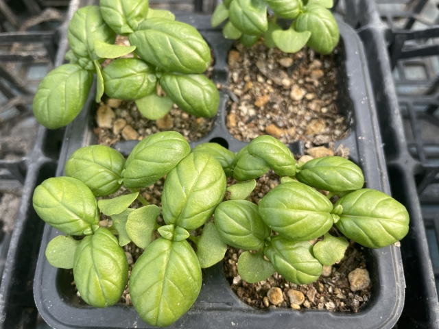 バジル 苗の選び方と植え付け方法