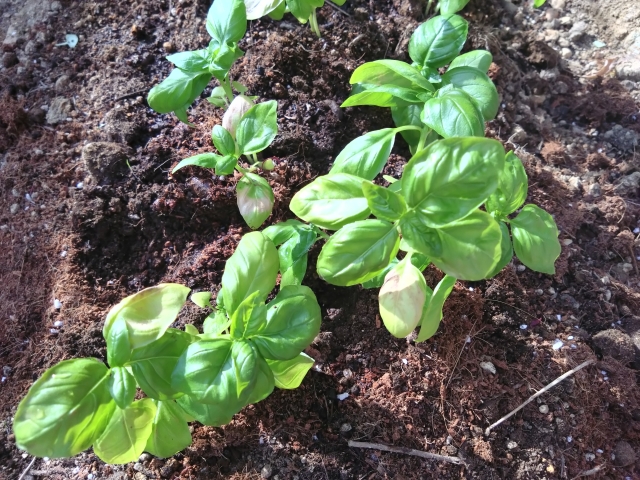 バジルの病害虫対策